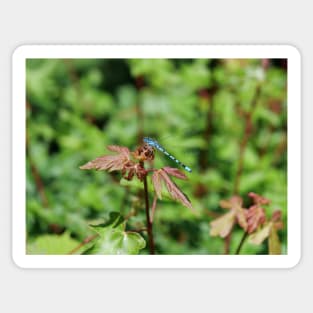 Common Blue Damselfly Sticker